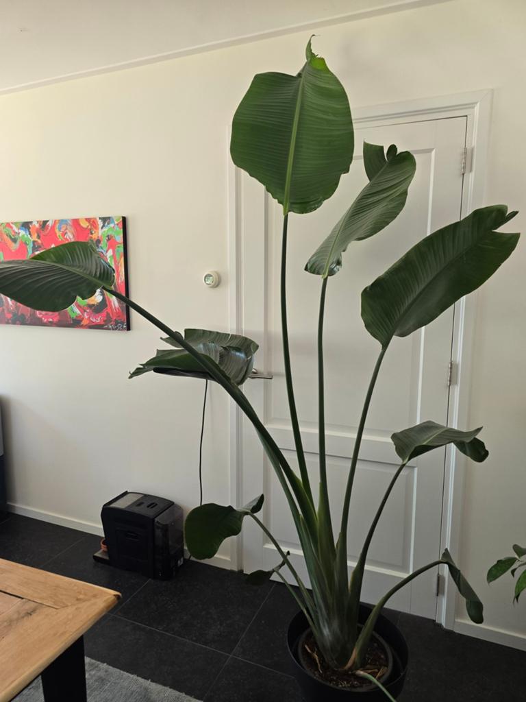 Strelitzia kamerplant paradijsvogelplant, Huis en Inrichting, Kamerplanten, Ophalen, Halfschaduw
