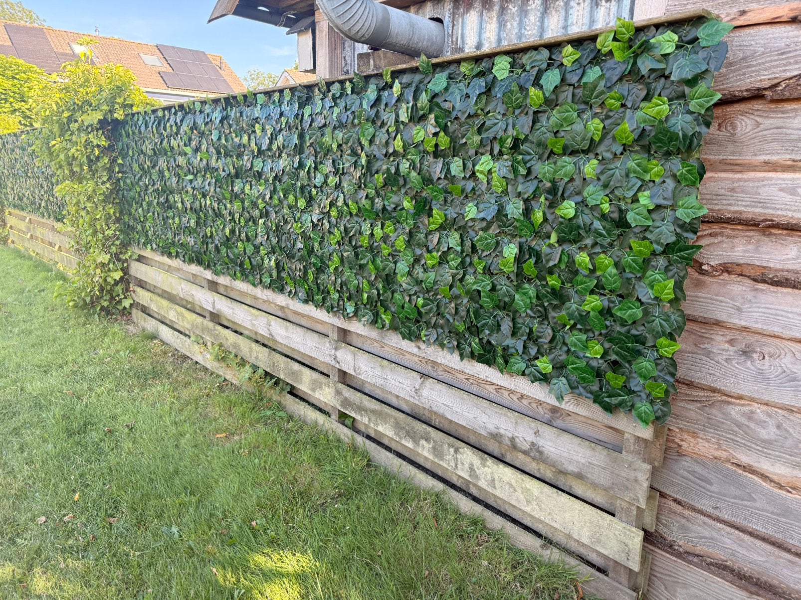 Wandbekleding Hedera voor bv een schutting / wand, Tuin en Terras, Schuttingen, Ophalen, 1 tot 2 meter, 6 meter of meer, Zo goed als nieuw