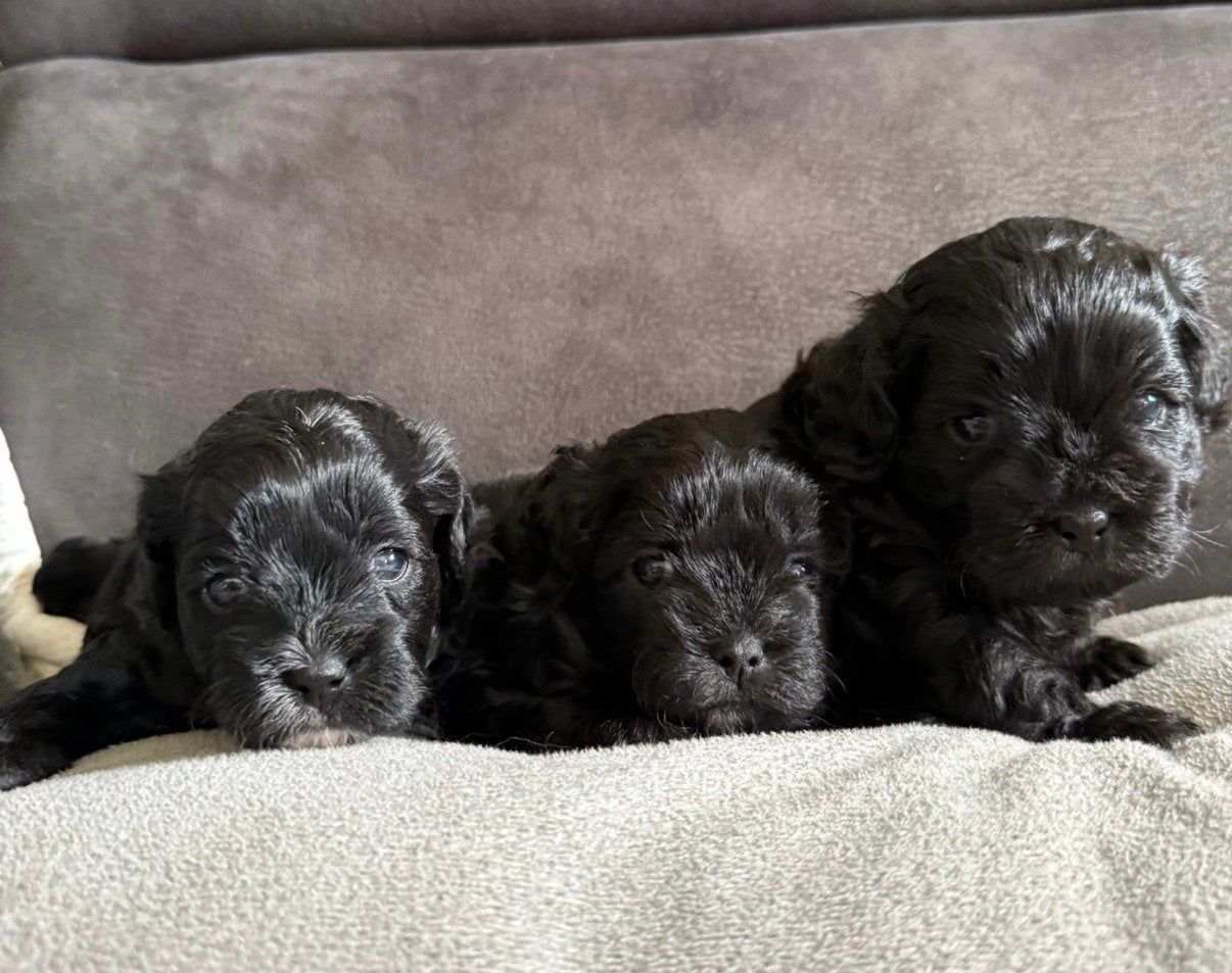 Shihpoo puppy’s, Parvo, Nederland, Overige rassen, 8 tot 15 weken