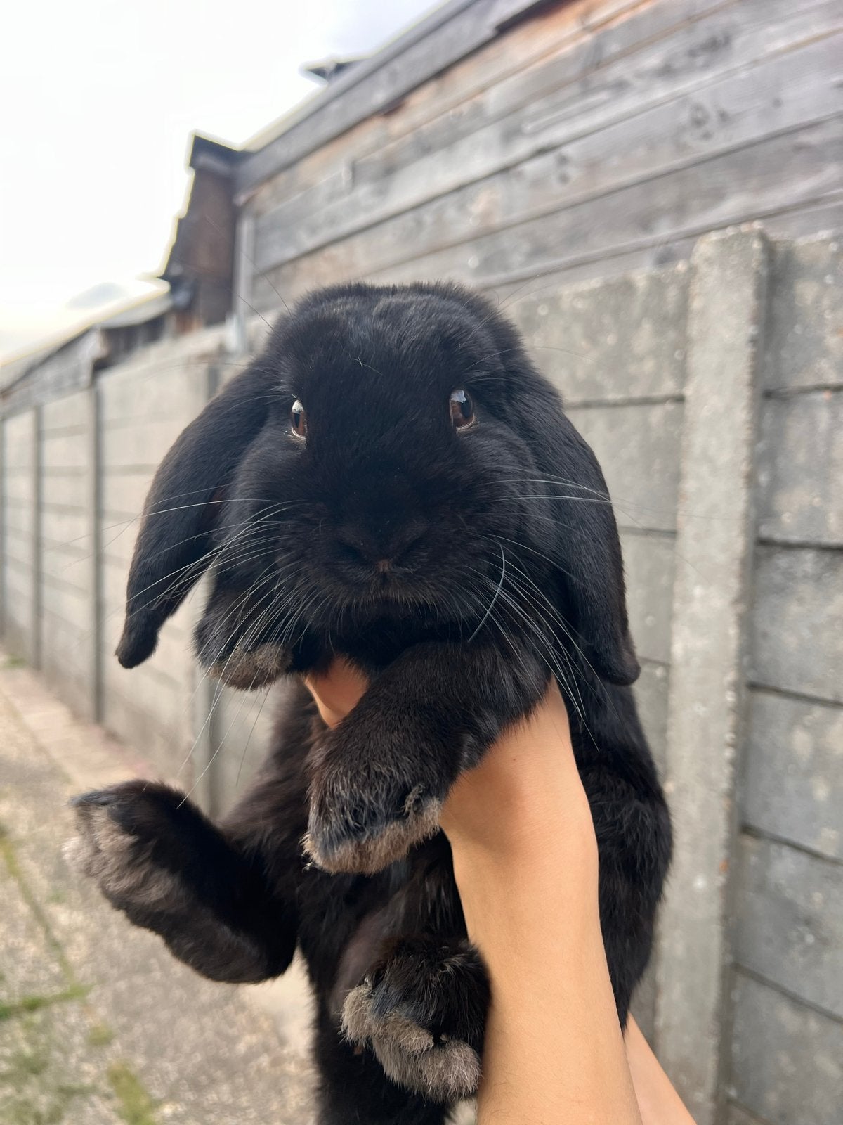 Lieve mini lop zoekt een goed huisje ️, Dieren en Toebehoren, Konijnen