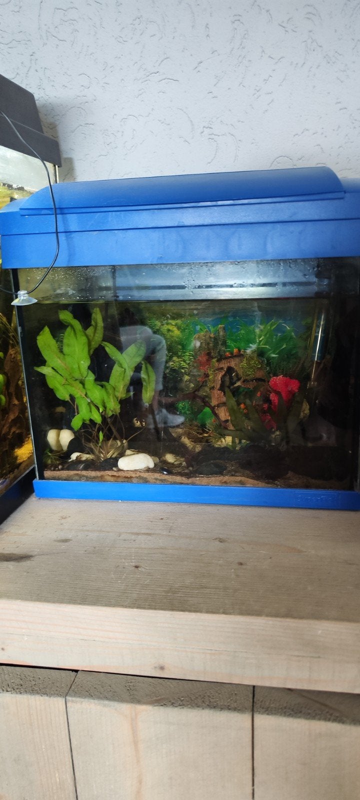 20L superfish aquarium incl pomp en verwarming, Dieren en Toebehoren, Ophalen, Gebruikt, Gevuld zoetwateraquarium, Inclusief deksel
