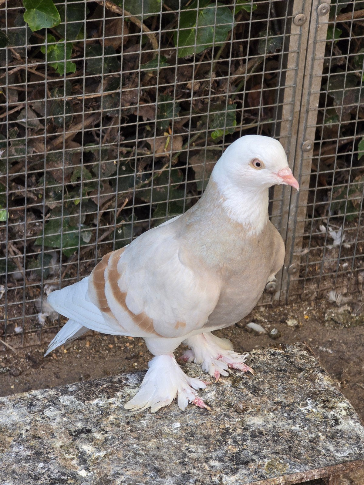 3 ras duiven / sier duiven, Dieren en Toebehoren, Vogels | Duiven, Meerdere dieren, Overige soorten