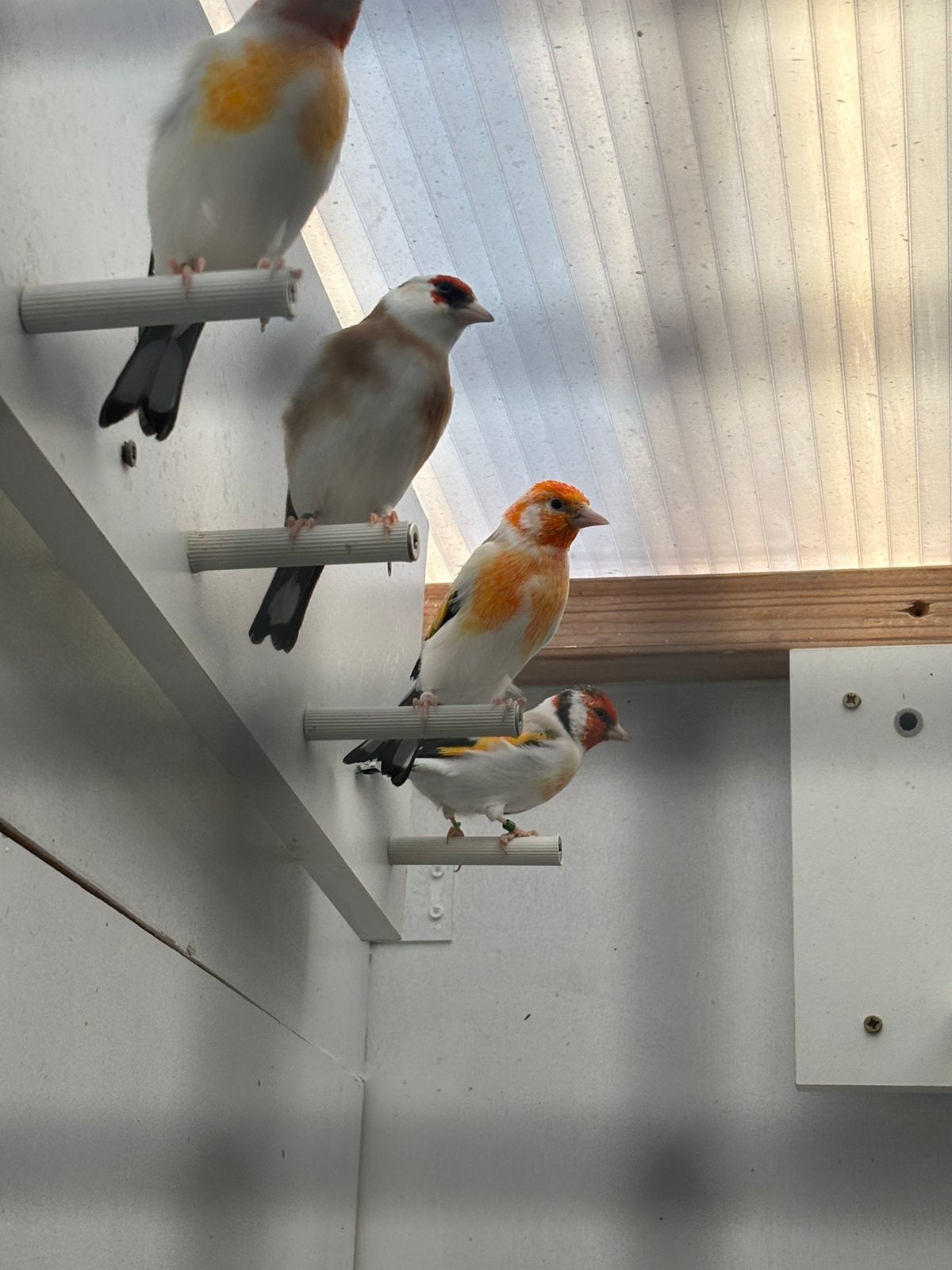 Major putters      Regio Lanaken (Belgie), Meerdere dieren, Wildzangvogel