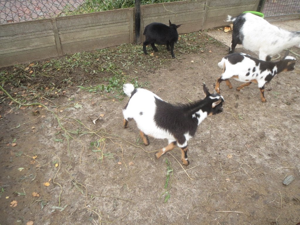 mooie black an tan zwartbont dwerg bokje, Mannelijk, Geit, 0 tot 2 jaar