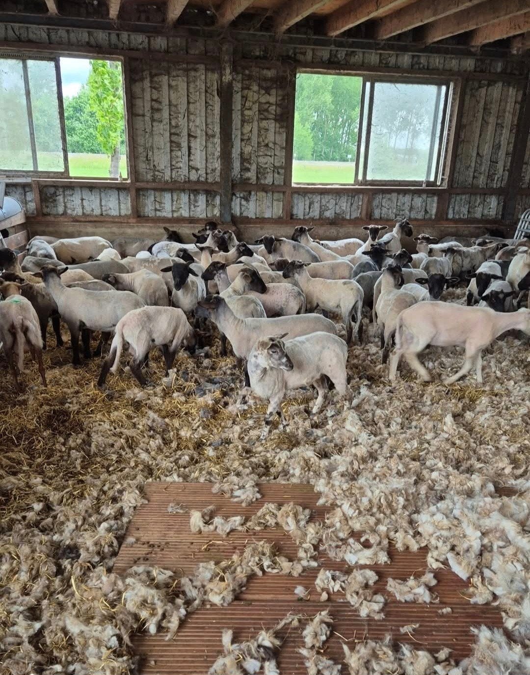 lammeren scheren, Meerdere dieren, Schaap