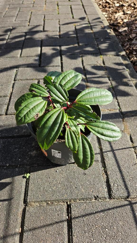 Viburnum davidii sneeuwbal, Ophalen, Vaste plant