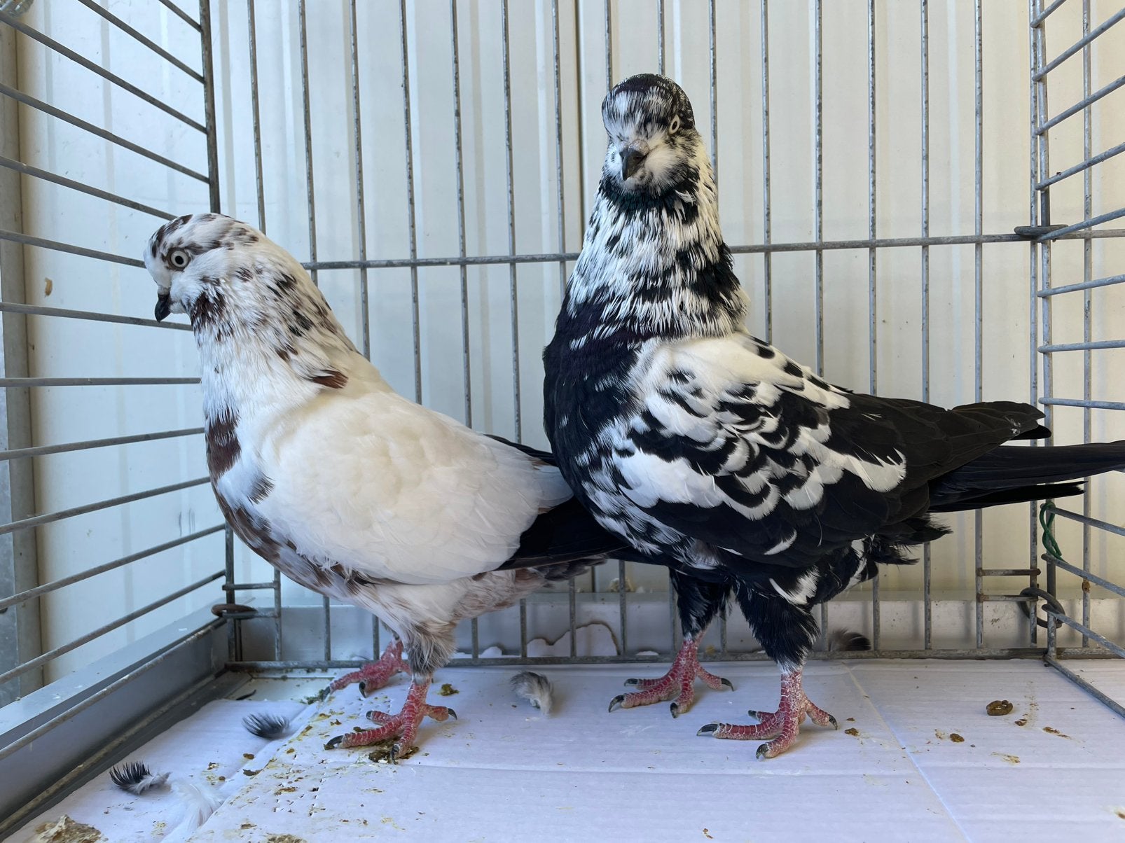 Show Tipplers, Meerdere dieren, Overige soorten