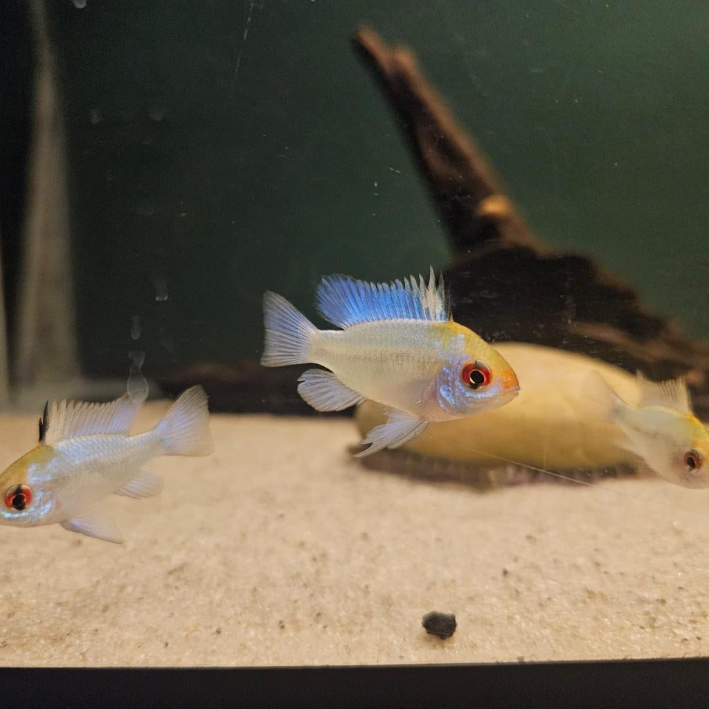 Antennebaarsje electric blue (Mikrogeophagus ramirezi), Dieren en Toebehoren, Vissen | Aquariumvissen, Zoetwatervis, Vis