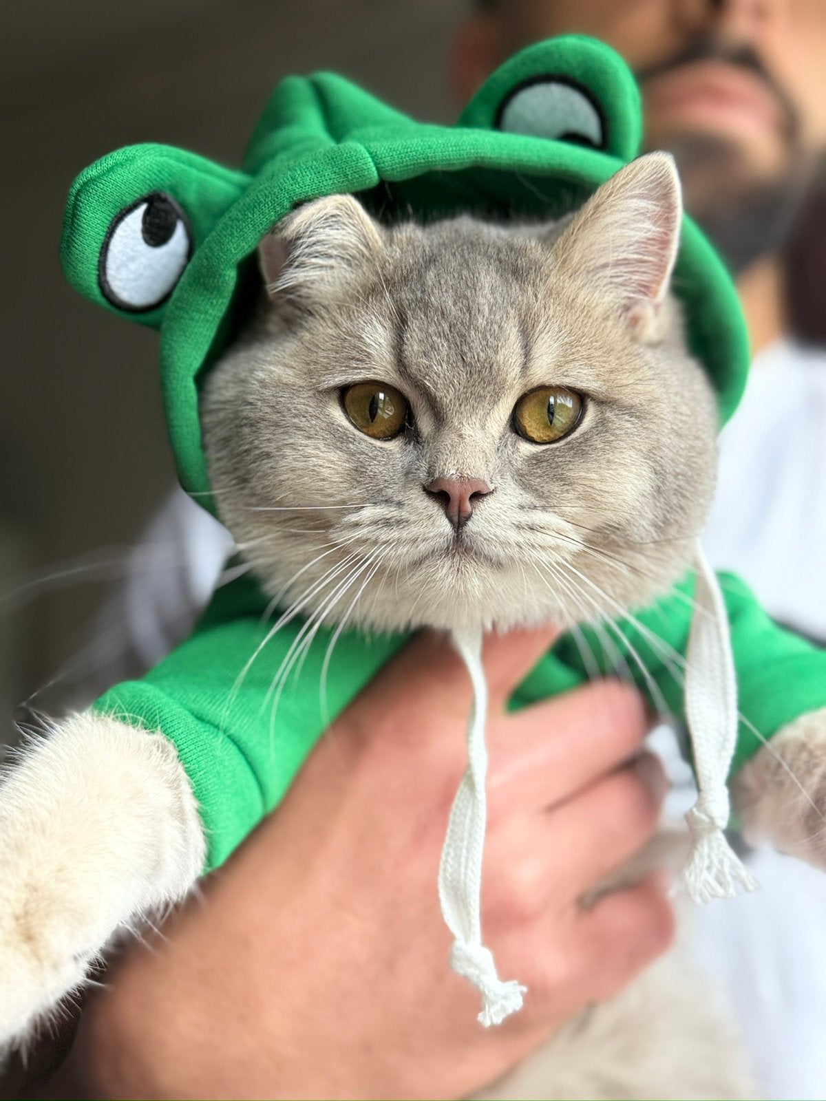 Lieve britse korthaar kater te koop, Kater, Gechipt