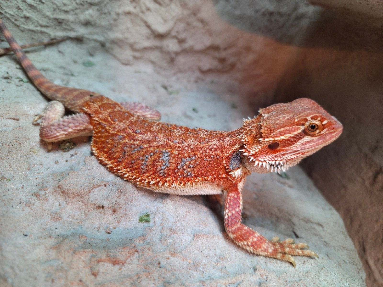 Mooie diep oranje bleubar baardagaam  vrouwtje aangeboden, Dieren en Toebehoren, Reptielen en Amfibieën, Hagedis, 0 tot 2 jaar