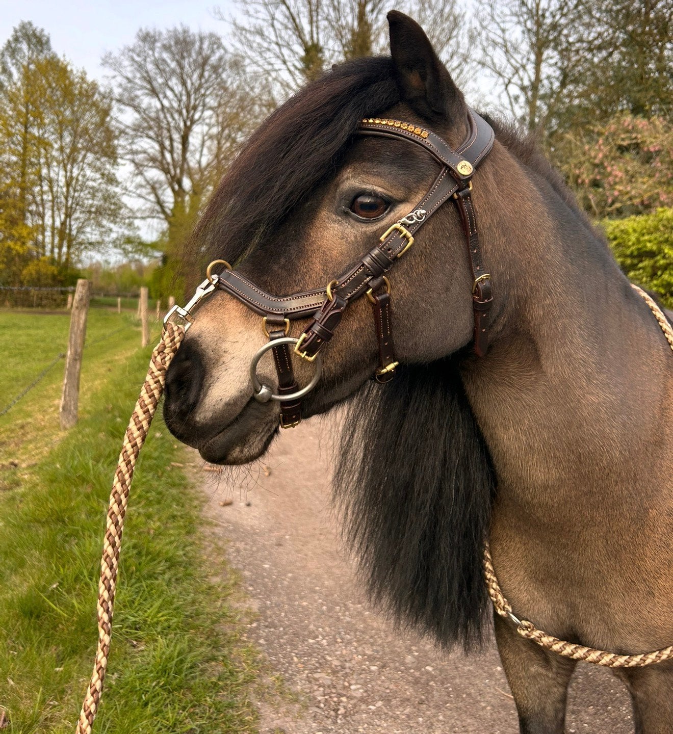 TiCi anatomisch hoofdstel "Dream", Dieren en Toebehoren, Ophalen, Hoofdstel, Overige disciplines, Bruin
