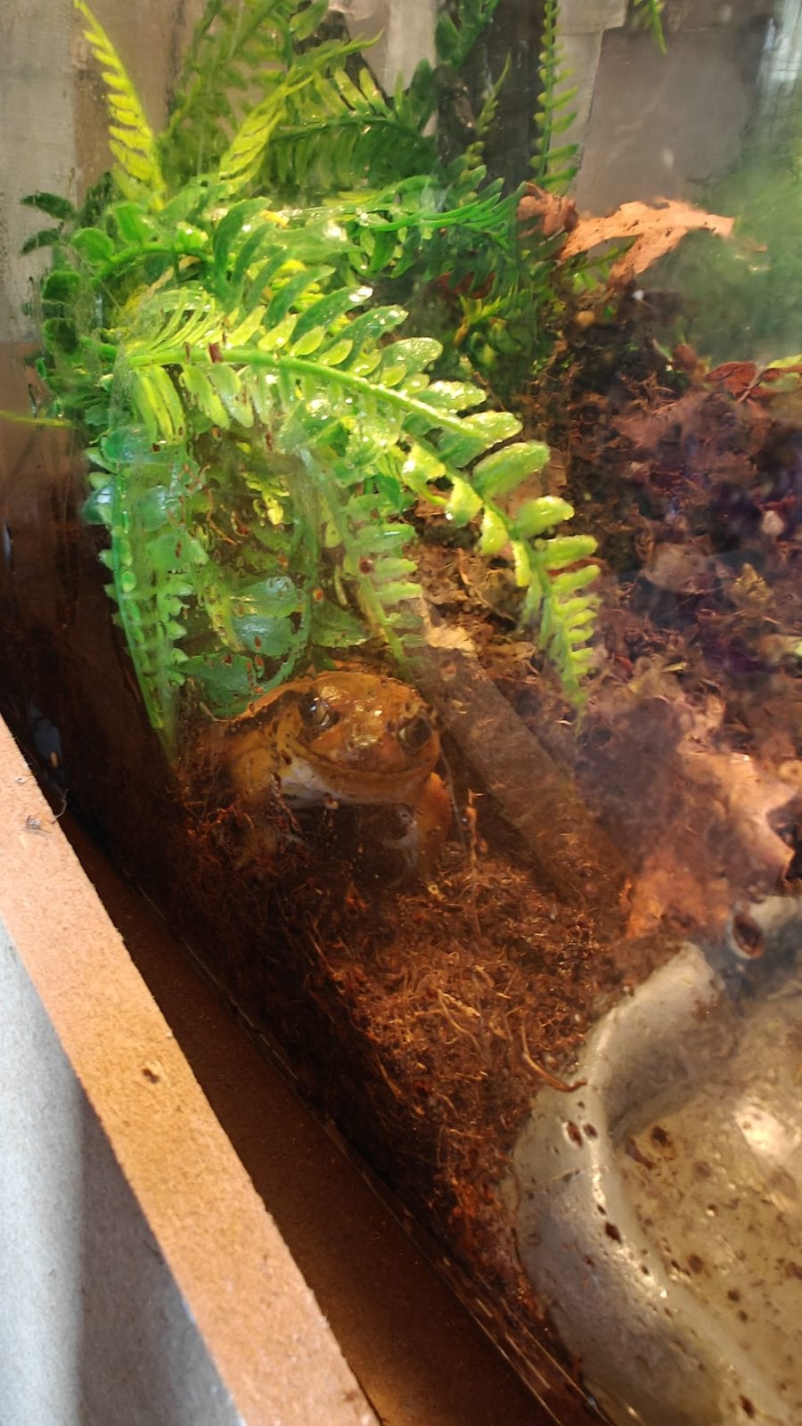 tomato frog, Ophalen, Nieuw
