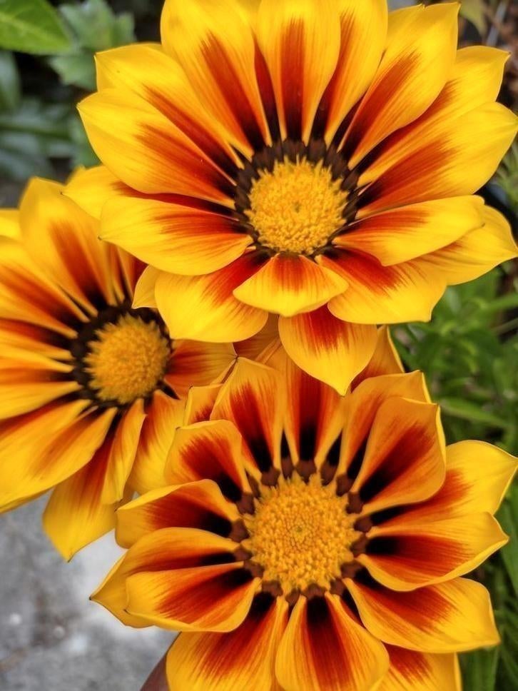 Zaden Middaggoud geeloranje - Gazania rigens, Verzenden, Voorjaar, Volle zon, Zaad