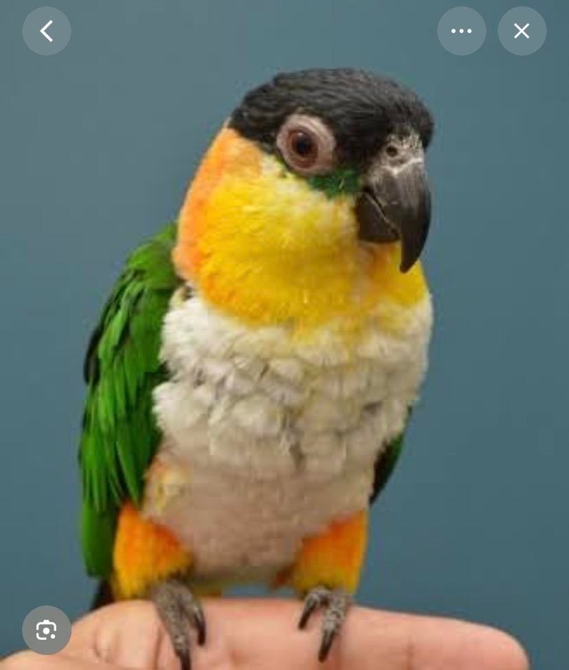 Gezocht, caique pop!!, Dieren en Toebehoren, Mannelijk, Papegaai