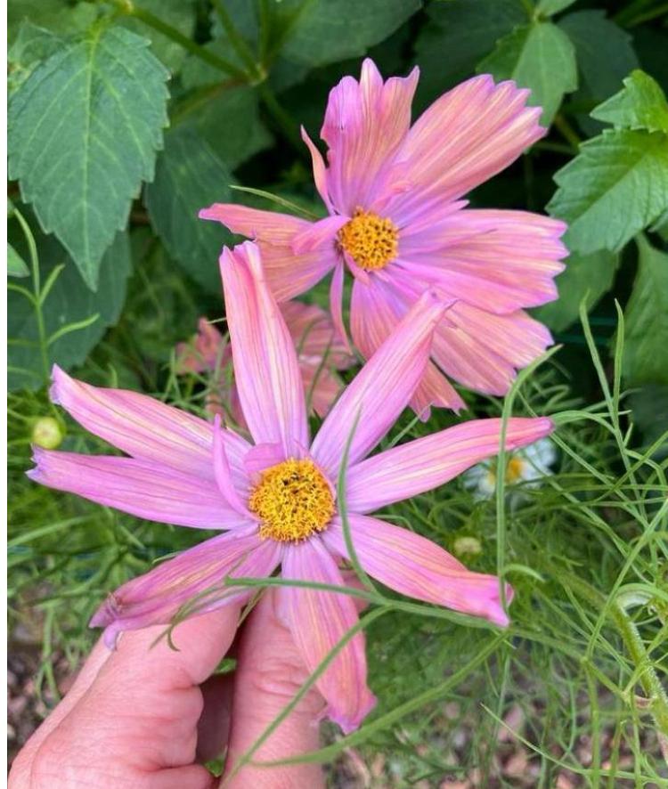 Cosmos cosmea ‘Abricotta’ zaden - laatste stuks, Tuin en Terras, Bloembollen en Zaden, Volle zon, Ophalen of Verzenden