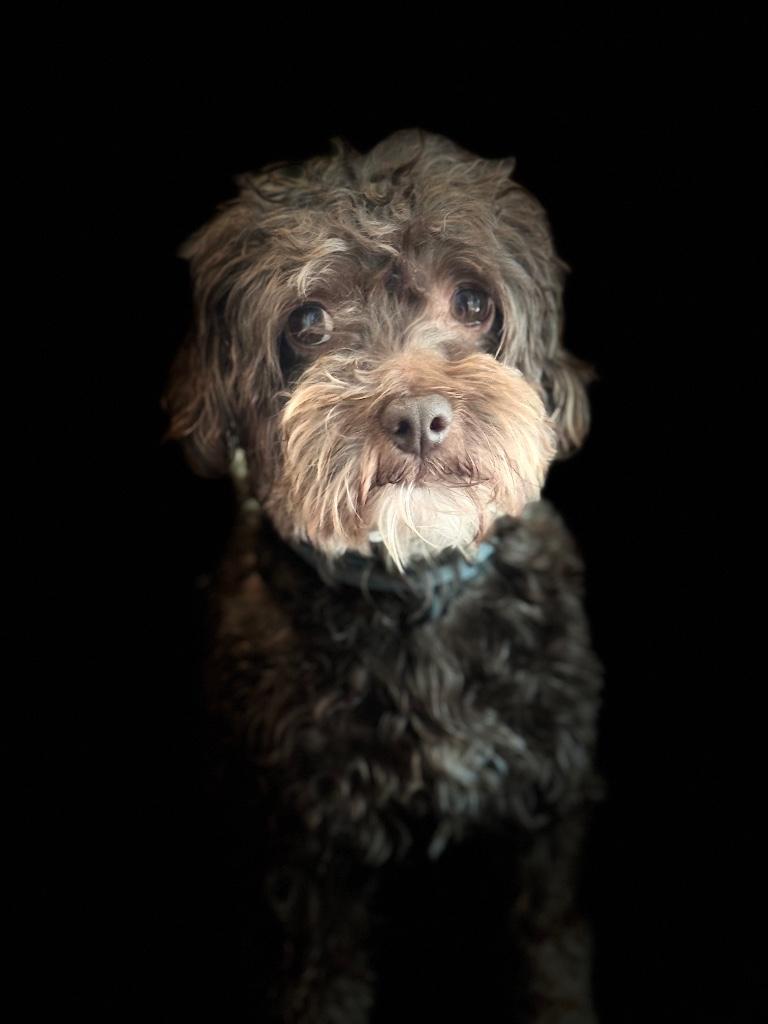 Dekreu Maltipoo! Niet te koop!, Rabiës (hondsdolheid), Reu, Eén hond, 3 tot 5 jaar