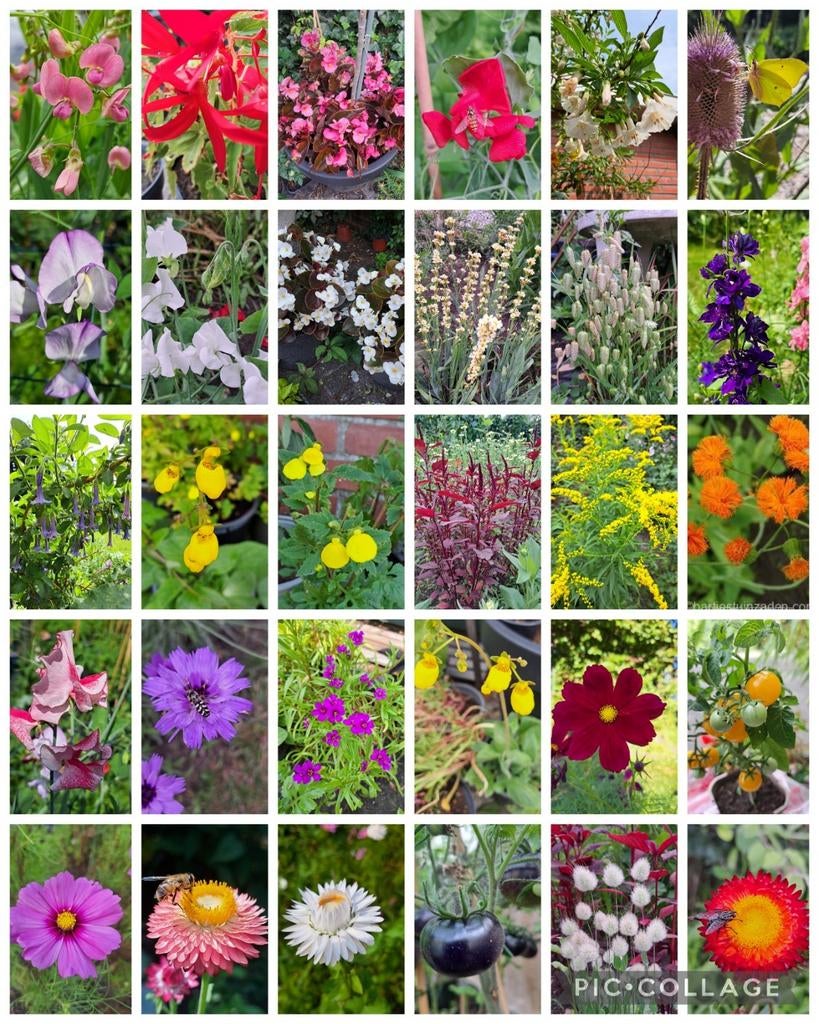 Groot assortiment bloemenzaden te koop gifvrij, Tuin en Terras, Bloembollen en Zaden, Verzenden, Voorjaar, Volle zon, Zaad