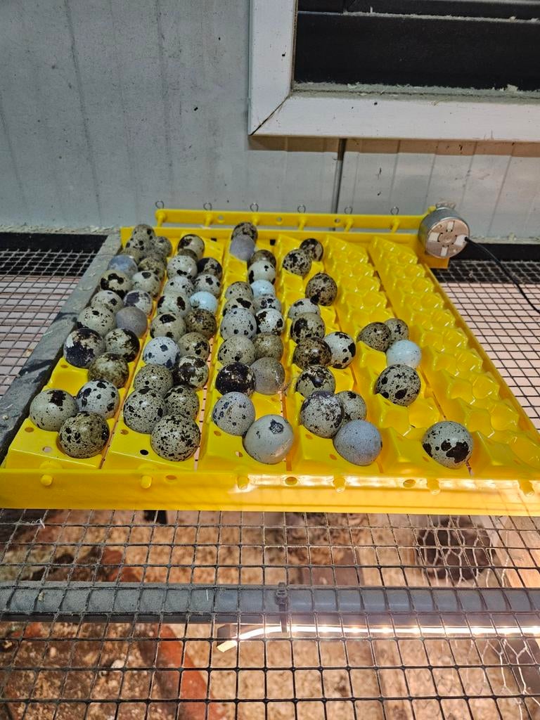 Bevruchte Japanse jumbo kwartel eieren Wildkleur., Dieren en Toebehoren, Pluimvee, Geslacht onbekend, Overige soorten