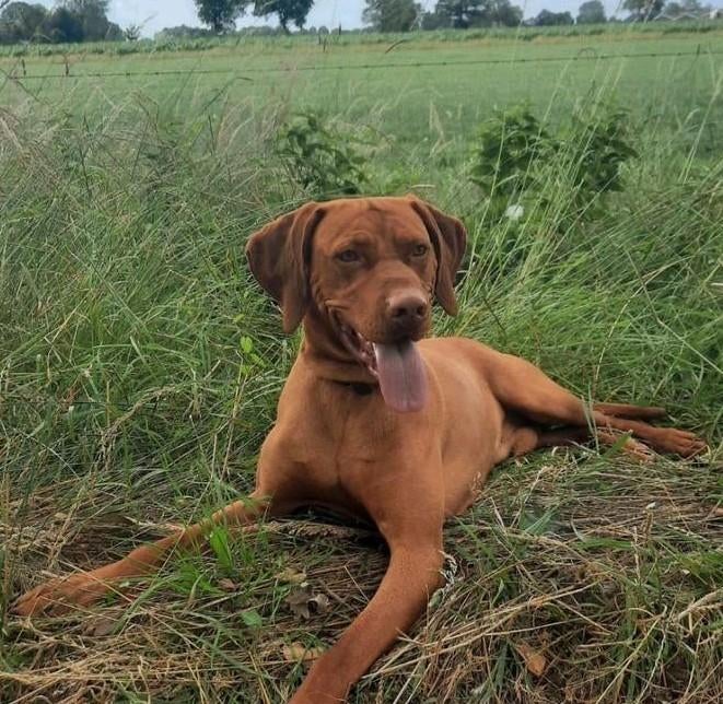 Ervaren Magyar Vizsla dekreu, Dieren en Toebehoren, Reu, Parvo, Eén hond, 3 tot 5 jaar