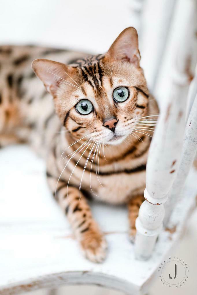 Worldchampion Bengaal Dekkater Bengal Deckkater, Dieren en Toebehoren, Katten en Kittens | Dekkaters, 6 jaar of ouder