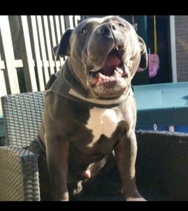 Prachtige dekreu Bully XL, Nederland, Reu, Eén hond, Fokker | Professioneel