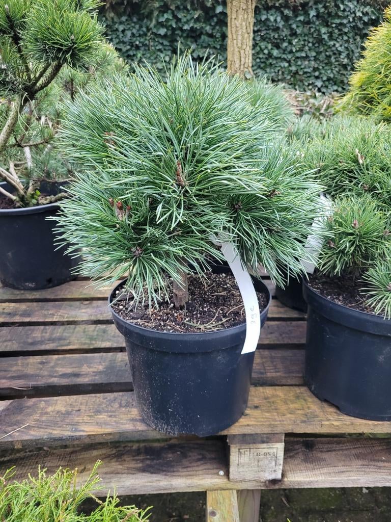 Pinus Sylvestris 'Baron' - Dwergden, Tuin en Terras, Planten | Bomen, Bloeit niet, Overige soorten, Minder dan 100 cm, Ophalen