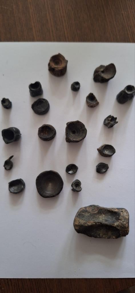 Fossiele werveltjes uit Mill/Langenboom, Ophalen of Verzenden