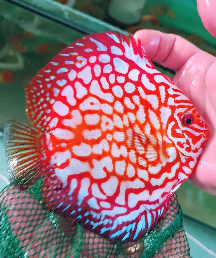 Discus Redmap ca 12 cm - siner - Koidream Valburg, Dieren en Toebehoren, Vissen | Aquariumvissen, Vis, Zoetwatervis