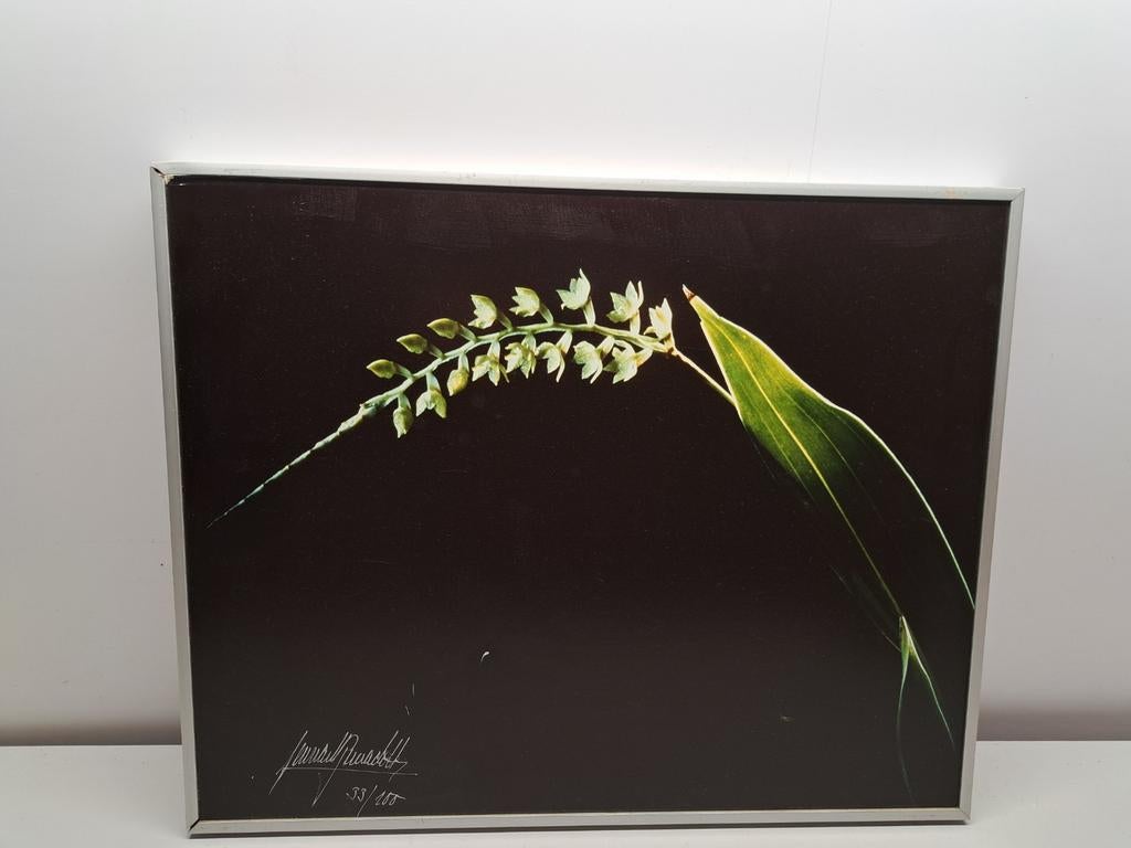Lennart Bernadotte - Wild Orchid 33/100, Ophalen of Verzenden