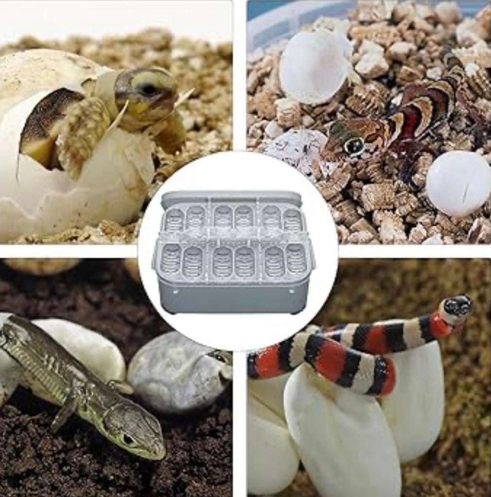Reptielen eiren gezocht, Dieren en Toebehoren, Overige soorten