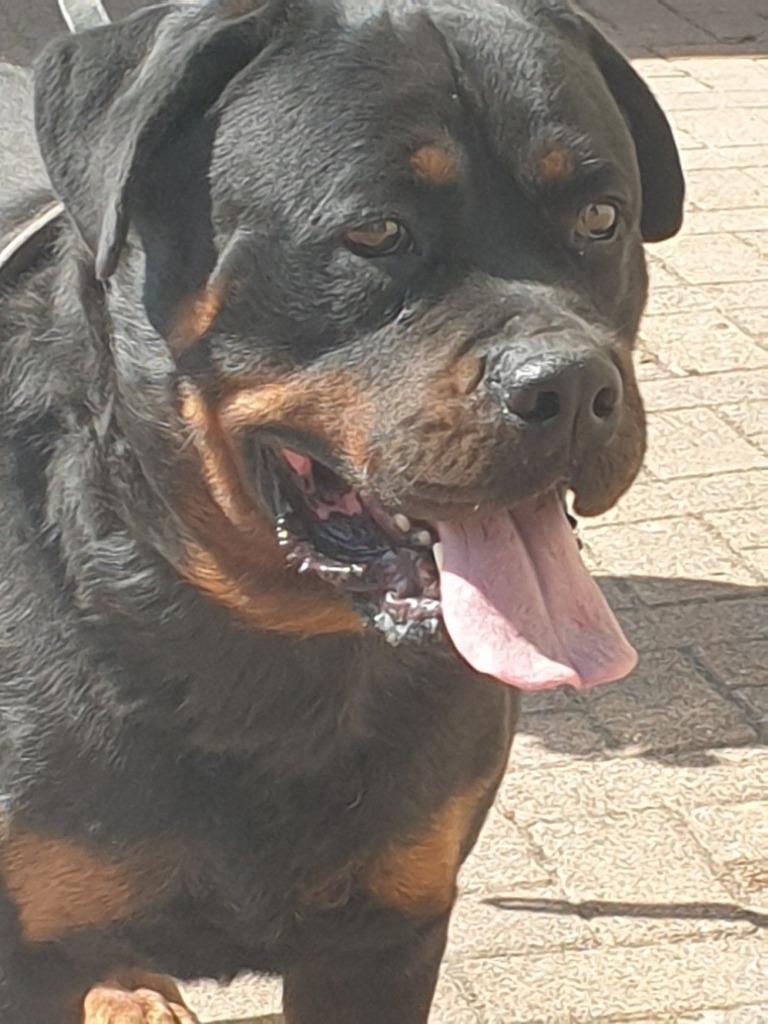Staat ter dekking mooie Rottweiler Reu, Dieren en Toebehoren, Reu, Parvo, Meerdere, 3 tot 5 jaar