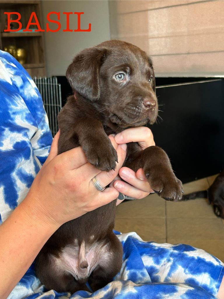 Labrador dekreu ter beschikking, België, Particulier, Reu, 1 tot 2 jaar