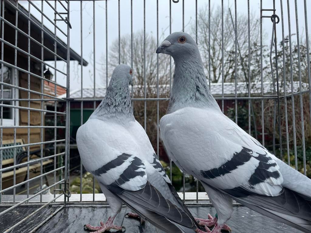 Postduiven Blauw-Zilver, Dieren en Toebehoren, Meerdere dieren, Postduif