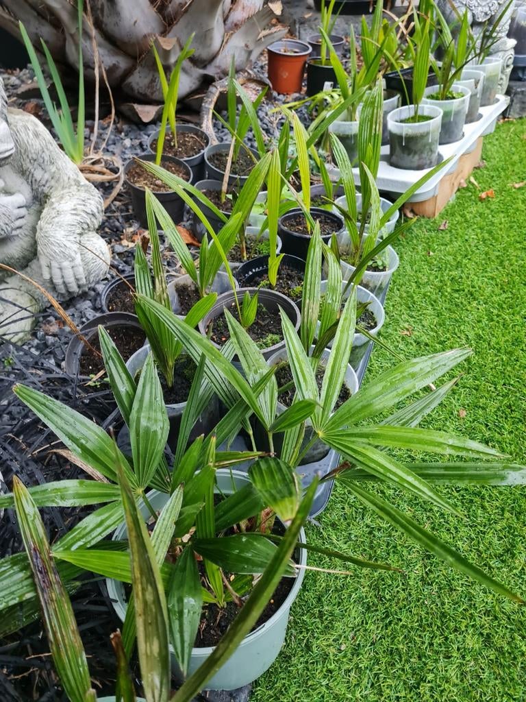 Palmen Zaailingen - Kies je eigen!, Tuin en Terras, Volle zon, Vaste plant, Bloeit niet, Ophalen