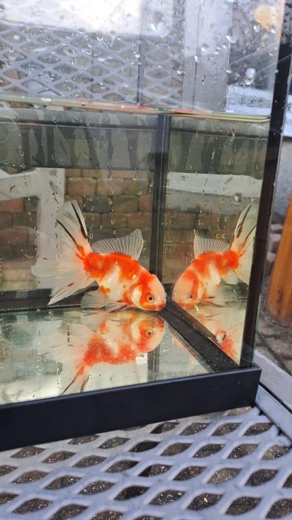 Oranda goudvis, Goudvis(sen)