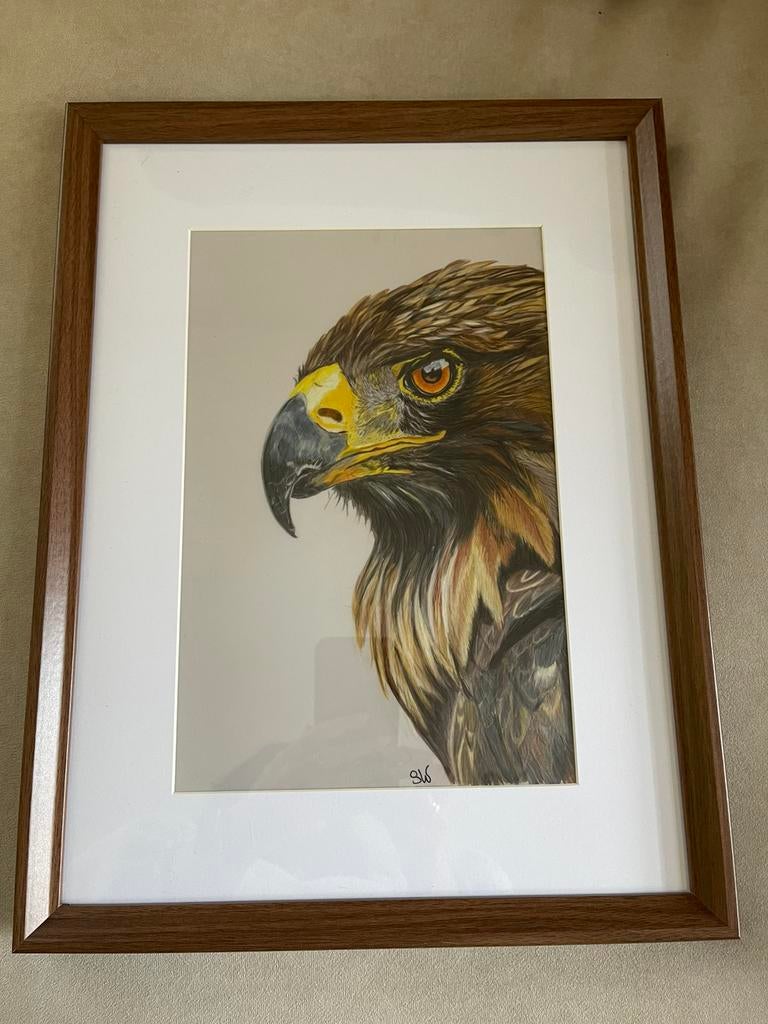 Roofvogel tekening, Ophalen of Verzenden