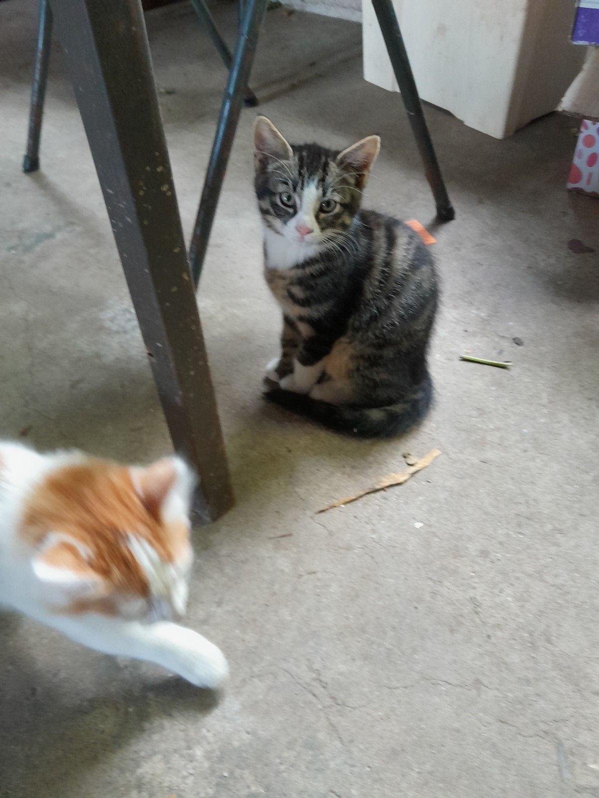 2 kittens te koop., Meerdere dieren, 0 tot 2 jaar