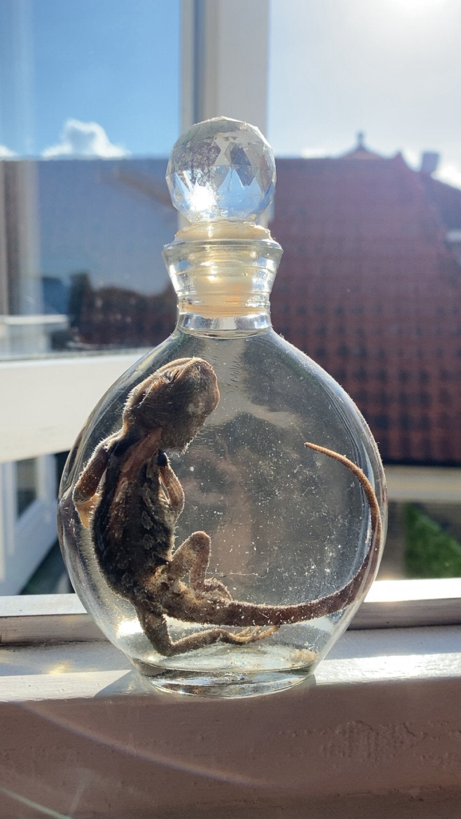 Baartagaam op sterk water, rariteiten, taxedermie, Ophalen of Verzenden