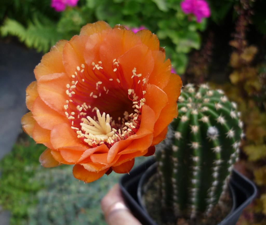 cactus  - o.a. Trichocereus fascinerende bloemen, Ophalen of Verzenden, Cactus, Volle zon, Minder dan 100 cm