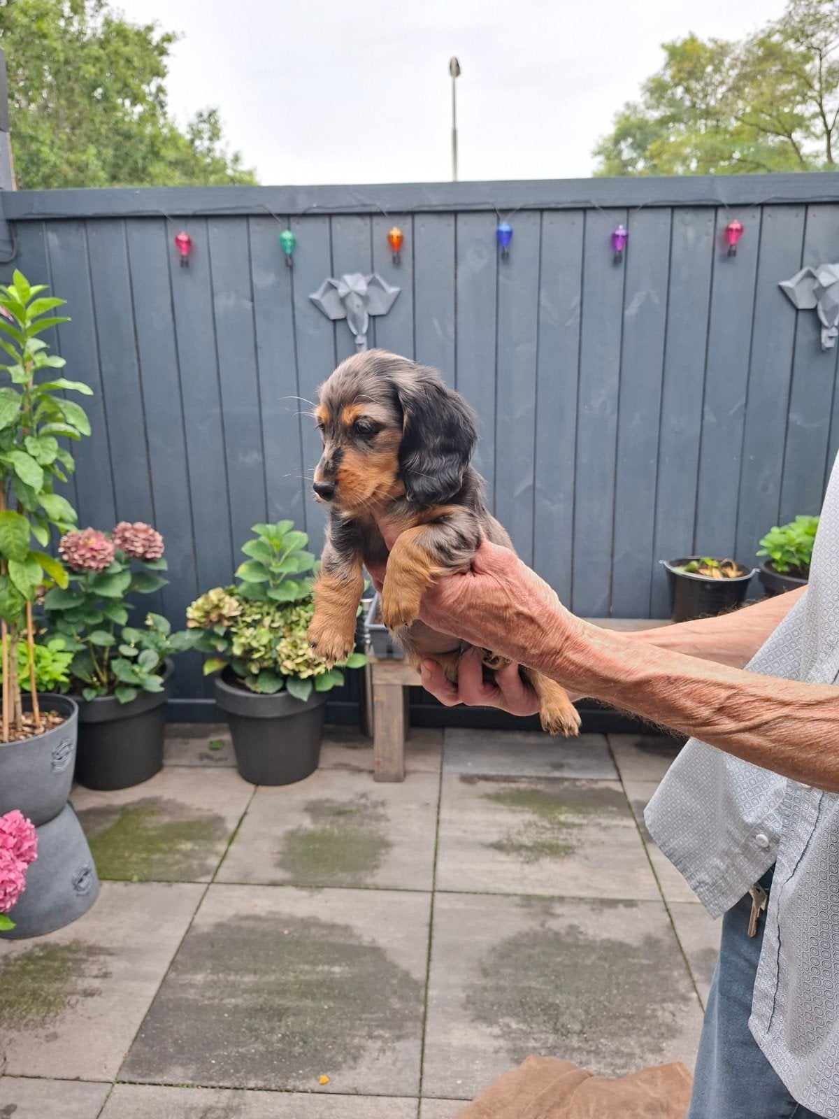 teckel pups langharige, Dieren en Toebehoren, 8 tot 15 weken, Dwerg, Langhaar, Meerdere