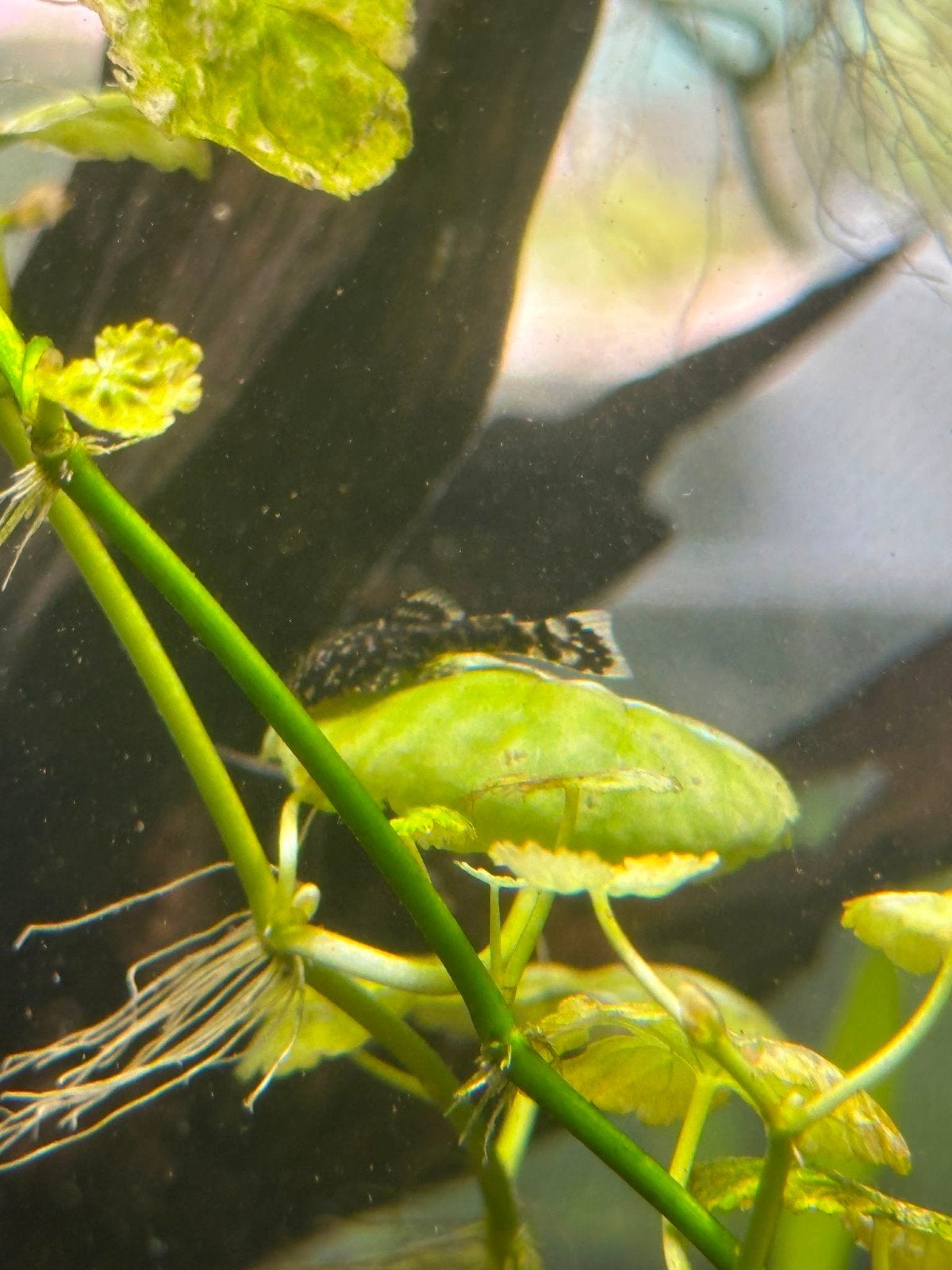 Baby ancistrus, Dieren en Toebehoren, Vissen | Aquariumvissen, Vis, Zoetwatervis
