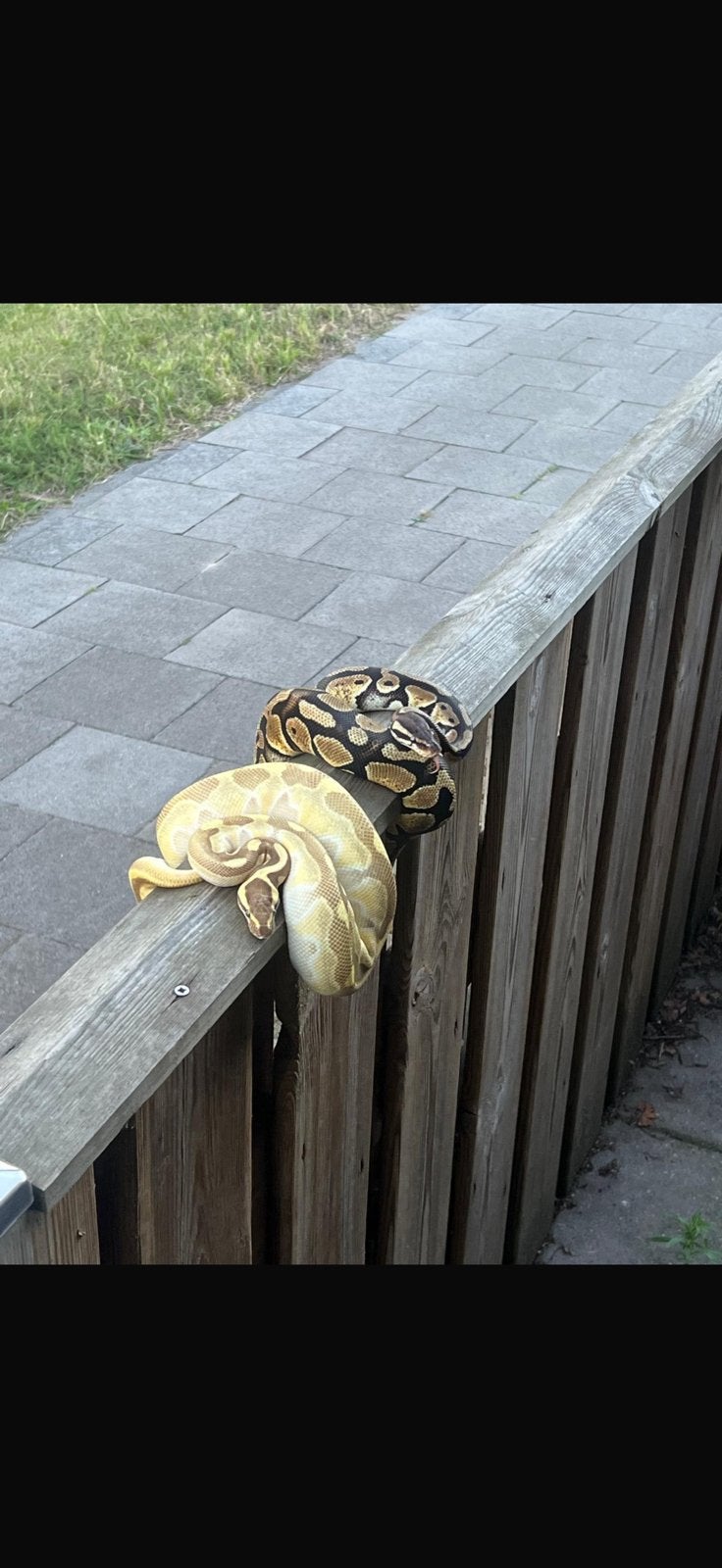 Slangen Ball Python - male for sale from Sinan Türkmen