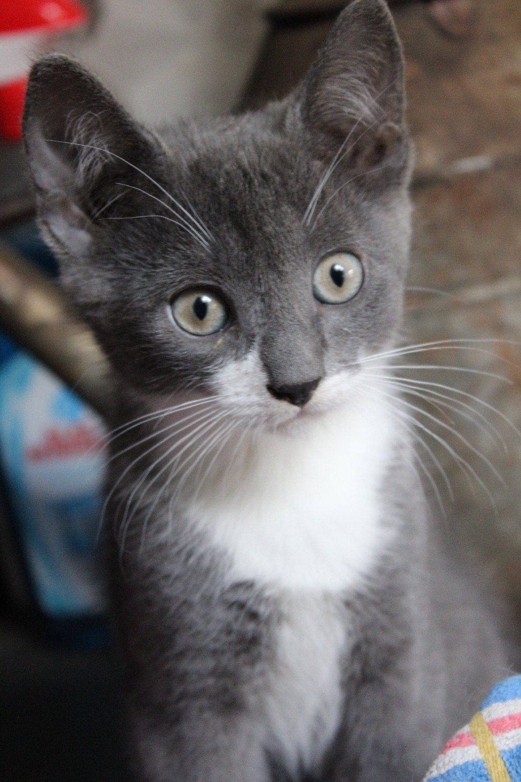 Lieve kittens zoeken een nieuw huisje, Dieren en Toebehoren, Katten en Kittens | Overige Katten, Meerdere dieren, Kortharig, 0 tot 2 jaar