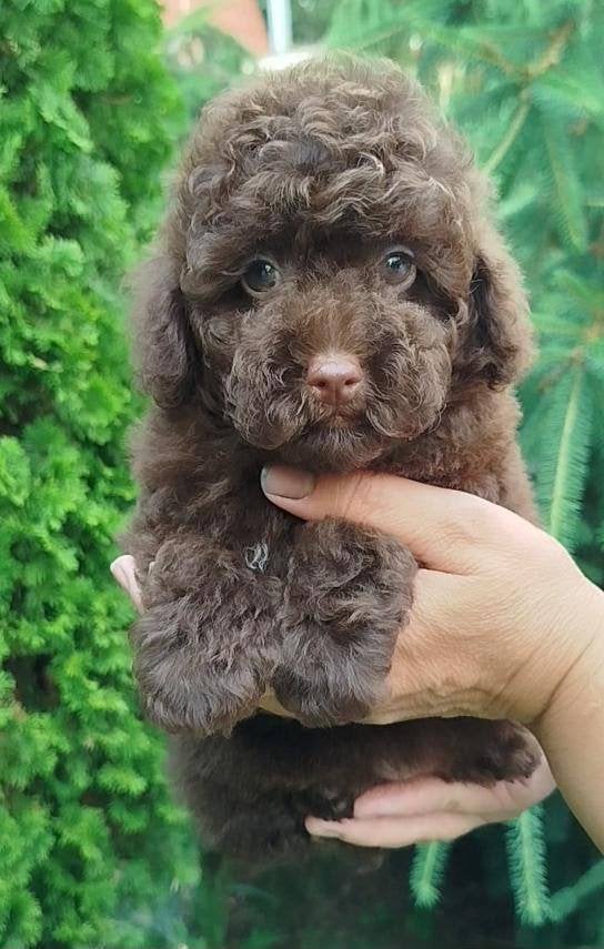 Toypoedel reutje, Dieren en Toebehoren, Honden | Niet-rashonden, Reu, 8 tot 15 weken, Eén hond, Nederland