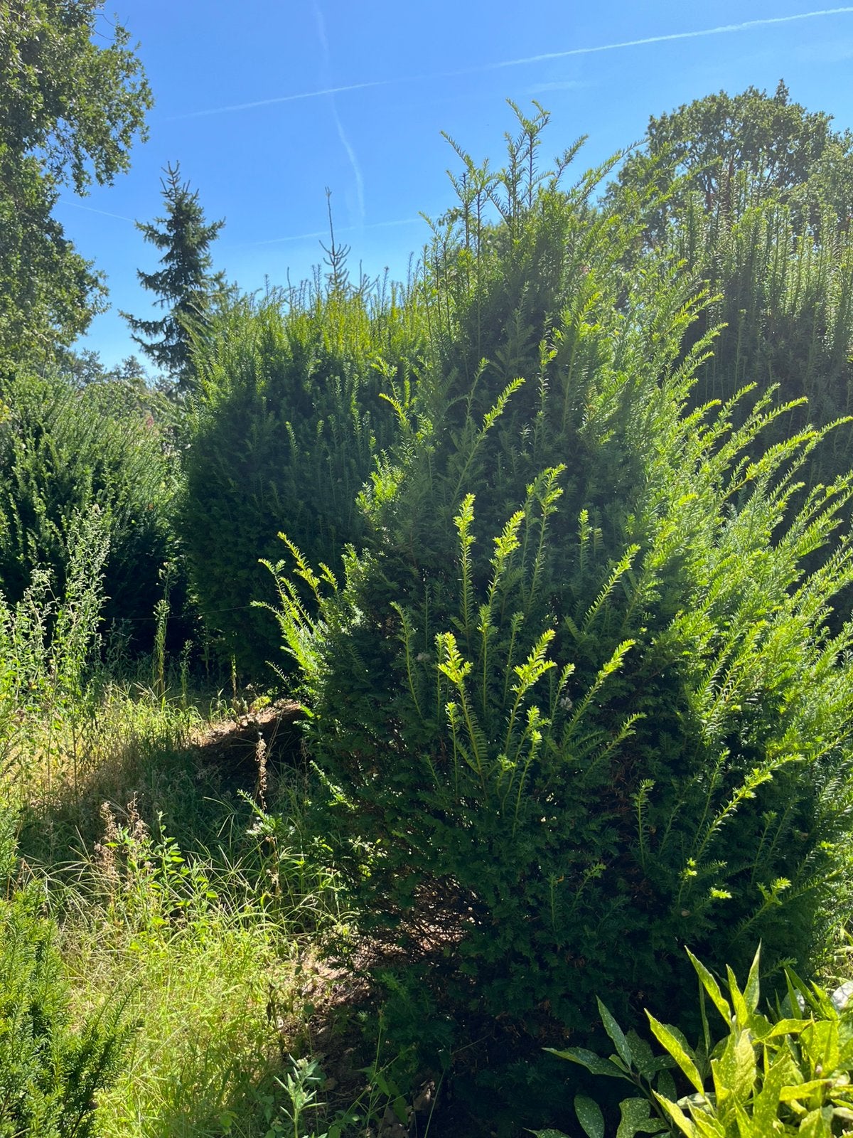 Diverse taxus bomen tussen hoogte 150-200 meter, Bloeit niet, Overige soorten, 100 tot 250 cm, Ophalen