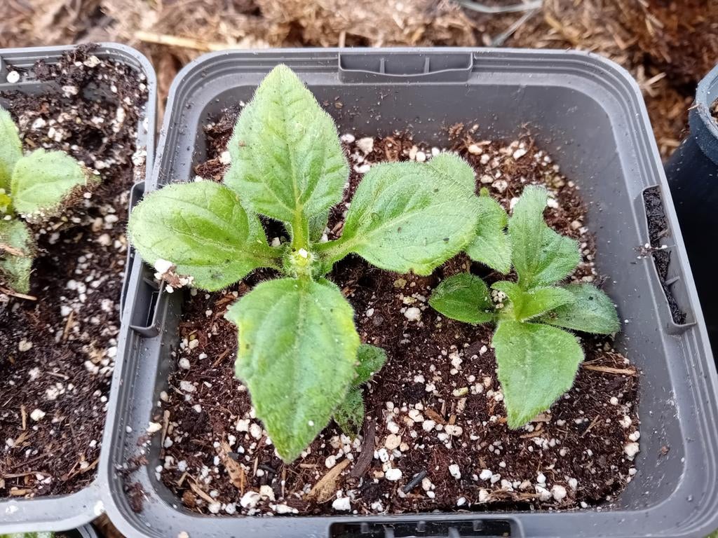 Yacon, Tuin en Terras, Planten | Tuinplanten, Ophalen, Eenjarig, Groenteplanten, Volle zon