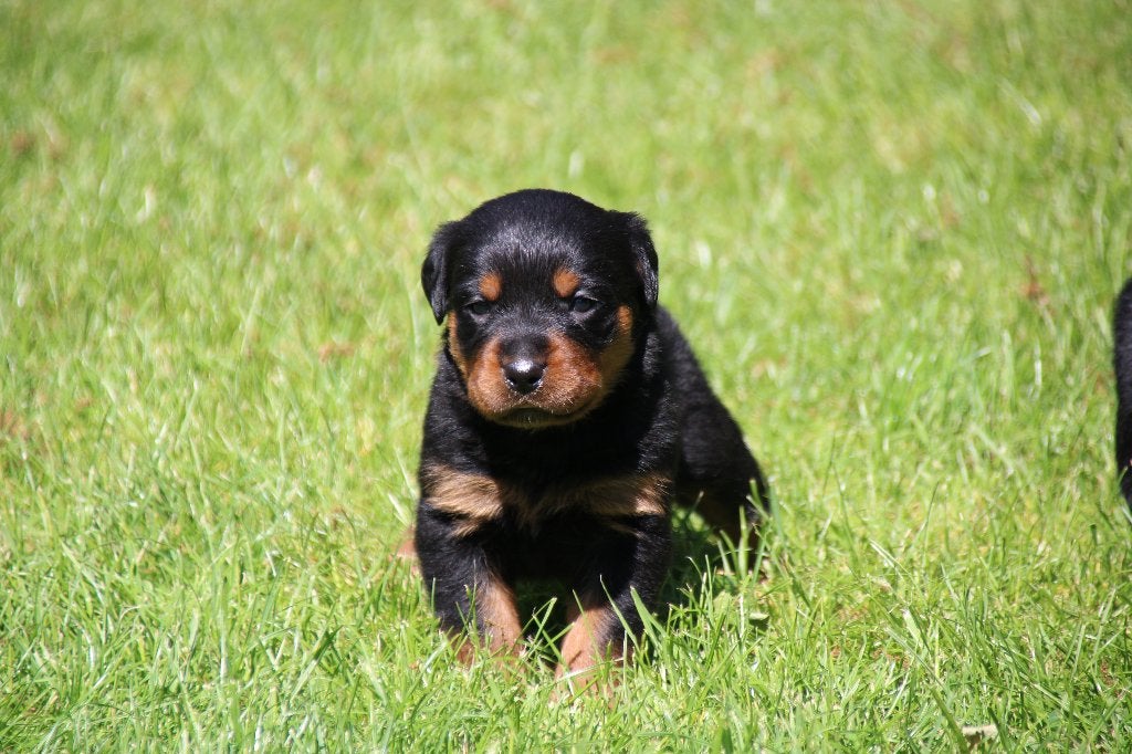 Prachtige rottweiler puppy's / pups, Dieren en Toebehoren, Honden | Bulldogs, Pinschers en Molossers, 8 tot 15 weken, Meerdere