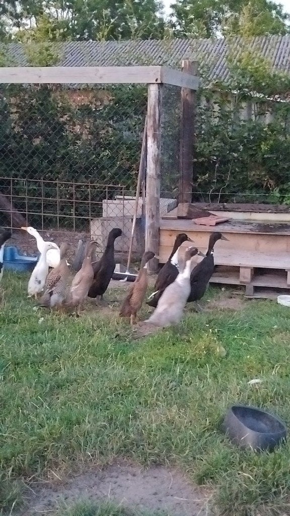 Loopeenden, Dieren en Toebehoren, Meerdere dieren, Eend