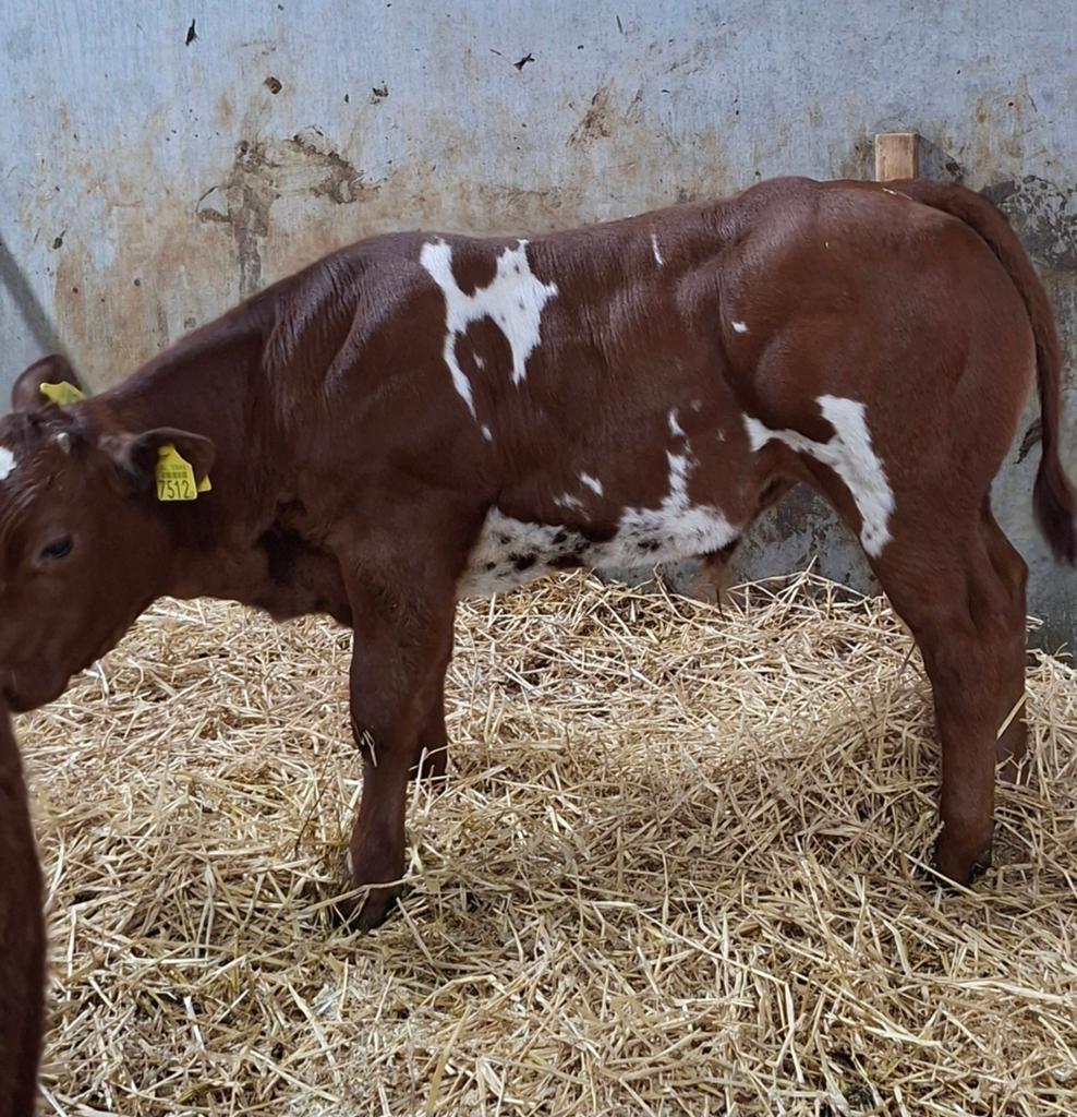 dikbil stierkalf  en dikbil vaarskalf, Dieren en Toebehoren, Mannelijk
