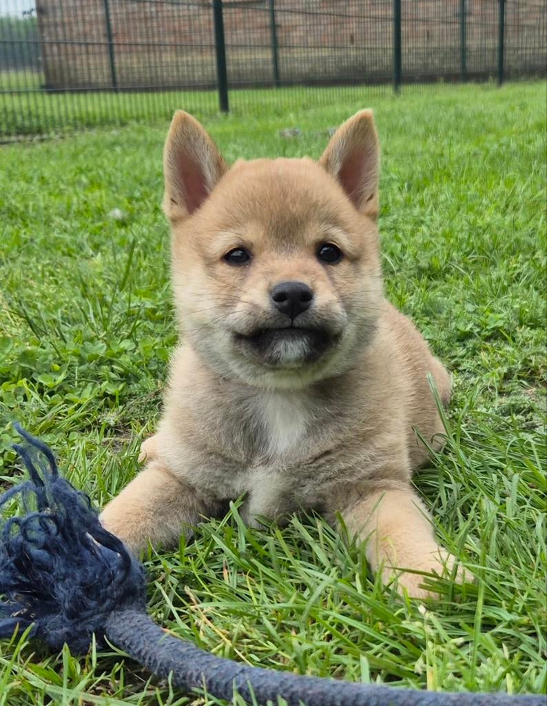 Vrolijke shiba inu pups   (25% pomeriaan), Nederland, Parvo, Reu, 8 tot 15 weken